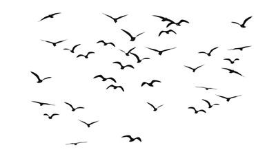 Obraz premium abstract birds flight vector shape
