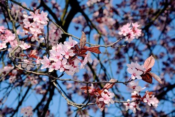 Beautiful photo of pink flowers , blossoms , red plum