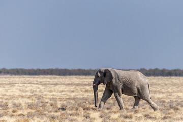 Telephoto shot of one African Elephant -Loxodonta Africana- running across the plains of Etosha National Park, Namibia.
