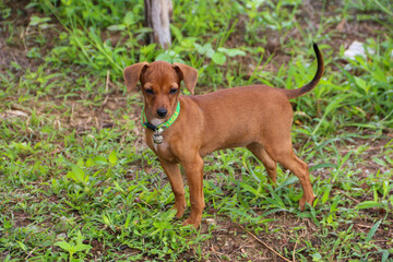 Thailand's local dog. cute puppy