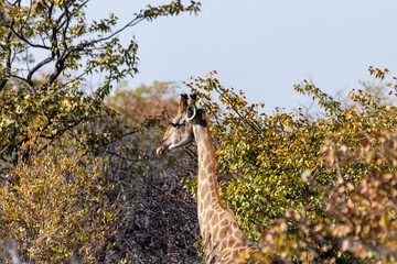 AnAngolan Giraffe -Giraffa giraffa angolensis- grazing in the bushes of Etosha national park, Namibia.