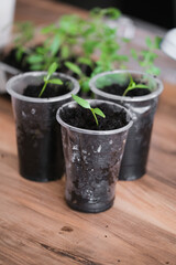Young green tomato seedling in seedling tray on windowsill. Effective growing of vegetable and plant seedlings.