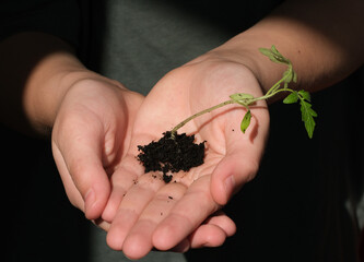 Young green tomato seedling in hands. Effective growing of vegetable and plant seedlings.