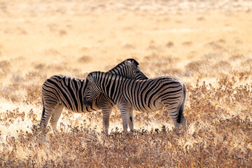 Fototapeta na wymiar Telephoto shot of two Burchell's Plains zebras -Equus quagga burchelli- standing together heads crossed on the plains of Etosha National Park, Namibia.