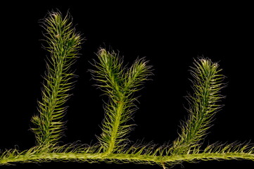 Stag's-Horn Clubmoss (Lycopodium clavatum). Habit
