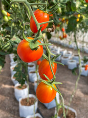 Beautiful red ripe cherry tomatoes grown in a greenhouse. Ripe tomato plant growing in greenhouse. Fresh bunch of red natural tomatoes on a branch in organic vegetable garden.