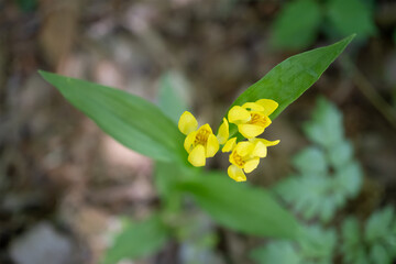 花が開いた黄色いキンラン（Cephalanthera falcata）を真上からクローズアップ【絶滅危惧種】日本埼玉県