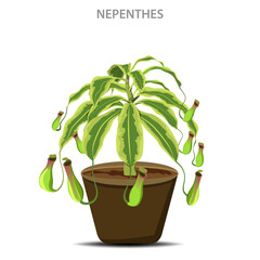 Nepenthes are carnivorous plants that trap insects in specialized leaves for nutrition