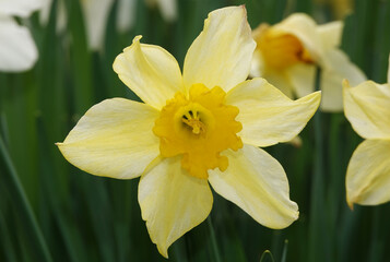 Fototapeta premium Flower Narcissus yellow or false