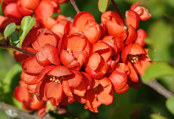 Flowers Japanese quince with orange flowers
