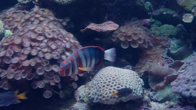 Medium shot, Harlequin Tuskfish swims in and out of Australian coral with other tropical fish in background.
