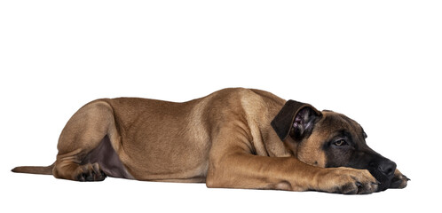 Handsome Boerboel / Malinois crossbreed dog, laying down side ways. Head down, looking ahead with mesmerizing light eyes. Isolated cutout on a transparemt background.