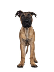 Handsome Boerboel / Malinois crossbreed dog, standing facing front. Head up, looking ahead with mesmerizing light eyes. Isolated cutout on a transparemt background.