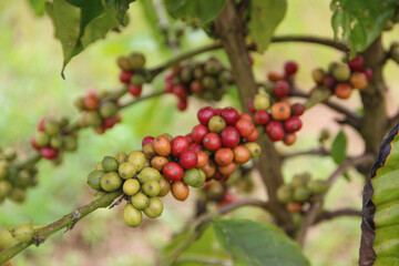 coffee plantation in thailand. Robusta coffee plot.
