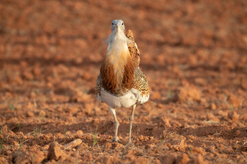 Great bustard male in the rutting season in an unsown field of cereals in spring in Central Spain