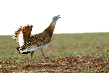 Great bustard male in the rutting season in an unsown field of cereals in spring in Central Spain