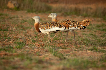 Great bustard males in the rutting season in an unseeded field of cereals in spring in Central Spain