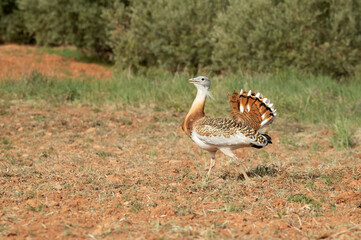 Great bustard male in the rutting season in an unsown field of cereals in spring in Central Spain
