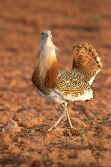 Great bustard male in the rutting season in an unsown field of cereals in spring in Central Spain