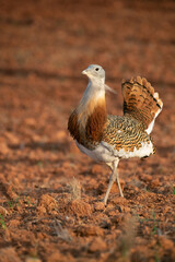 Great bustard male in the rutting season in an unsown field of cereals in spring in Central Spain