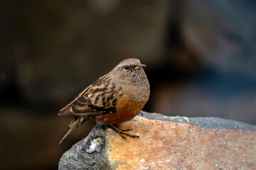 Alpine accentor bird resting on a rock at Chopta Valley.