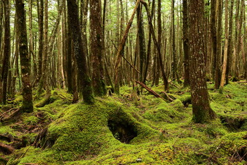 Moss covered trees in green forest.