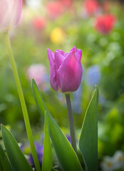Naklejka premium Tulpe