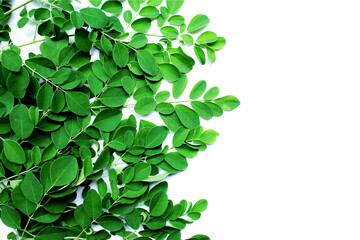 Moringa leaves (Moringa oleifera) isolated on white background. Flat lay, top view, super food,...