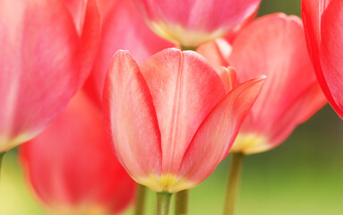 Tulip flower is very delicate and beautiful