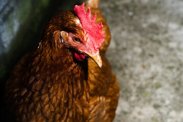 闇に目を凝らして（鶏、雌鶏）