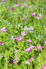 艶やかなれんげ