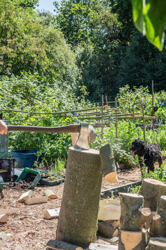 Chopping wood in allotment