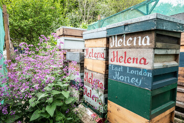 Apiary yard with wooden honey crates