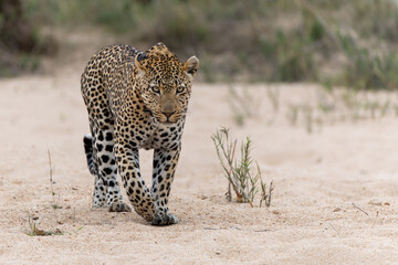 Fototapeta na wymiar Leopard male walking around the Sand River in Sabi Sands Game Reserve in the Greater Kruger Region in South Africa