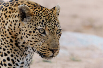 Leopard portrait of a big male in Sabi Sands Game Reserve in the greater Kruger Region in South Africa