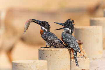 Giant Kingfisher (Megaceryle maxima) trying to impress a female with a fish sitting on the Platoon Crossing in Olifants River in Kruger National Park 