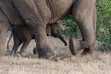 Elephant calf walking with his mother in Mashatu Game Reserve in the Tuli Block in Botswana   