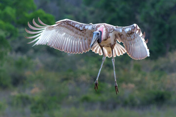 The jabiru (Jabiru mycteria) ia abig stork with a big nest. The young could already fly, but kept coming to the nest to be fed with fish in the Pantanal wetlands in Brazil.