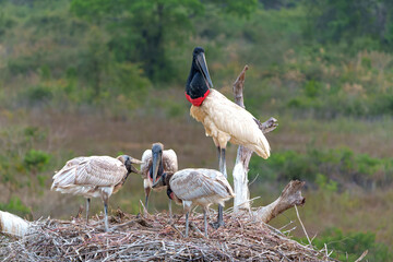The jabiru (Jabiru mycteria) ia abig stork with a big nest. The young could already fly, but kept coming to the nest to be fed with fish in the Pantanal wetlands in Brazil.
