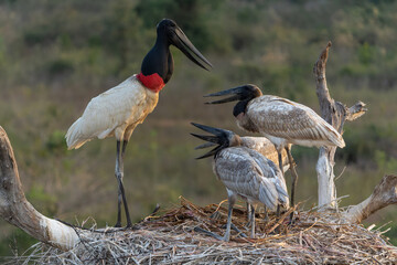 The jabiru (Jabiru mycteria) ia abig stork with a big nest. The young could already fly, but kept coming to the nest to be fed with fish in the Pantanal wetlands in Brazil.