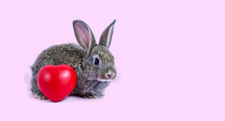 Cute little brown rabbit sitting next to red heart on, over pink background, Animal health care...
