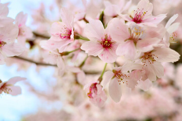 日本の春の景色　美しい桜　淡く幻想的な散り際の桜