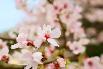 Naklejka na ściany i meble 日本の春の景色　美しい桜　淡く幻想的な散り際の桜