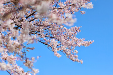 日本の春の景色　美しい桜　青空とのコントラストが印象的な桜