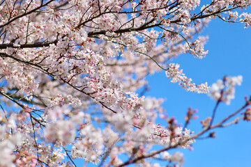 日本の春の景色　美しい桜　青空とのコントラストが印象的な桜