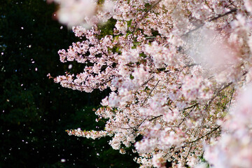 日本の春の景色　美しい桜　背景とのコントラストが印象的な桜吹雪