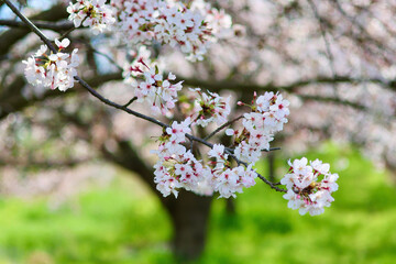 Obraz premium 日本の春の景色 美しい桜 緑とのコントラストが印象的な散り際の桜