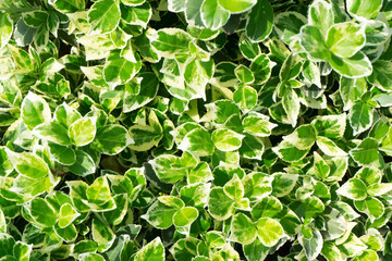 Foliage background. Leaf texture. Green leaves background. Eco wallpaper. Fresh vibrant leafs background. Green leaves with white parts. Outdoor plant background.