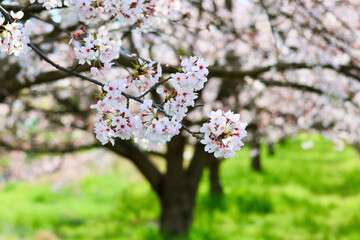 日本の春の景色　美しい桜　緑とのコントラストが印象的な散り際の桜
