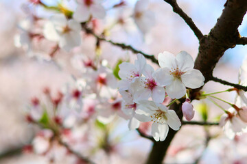日本の春の景色　美しい桜